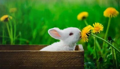 开云体育下载-联赛公平竞争机制加强弱队也有逆袭可能，想要提升联赛竞争力